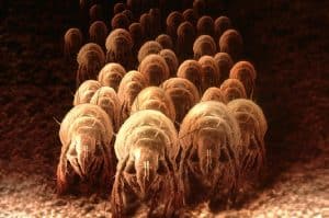 Dust Mites In Bed - San Diego Mattress Makers
