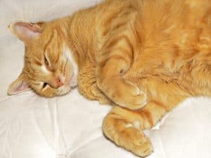 Cat Asleep on the Bed - Matress in San Diego